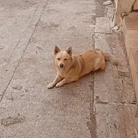 سگ پاکوتاه گمشده|حیوانات|تهران, شهرک صدرا|دیوار