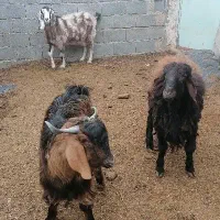 بره و بزغاله پرواری کشتار