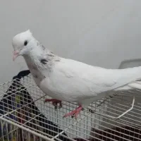 طوقی هفترنگ