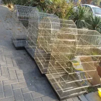 پرنده قناری)»