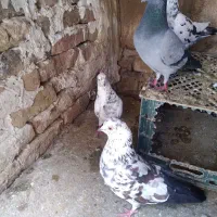 کبوتر دورگ و تکپر