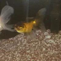 اکواریوم شرکتی همراه با ماهی|ماهی|قم, شاه ابراهیم|دیوار