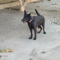 واگذاری ژرمن بلک