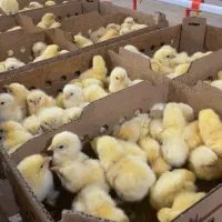 درخواست کارگر مرغداری به همراه خانواده