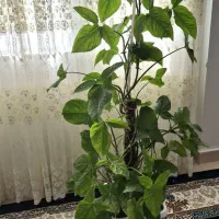 گل طبیعی آپارتمانی