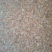 گندم|عمده‌فروشی|محمدیه-قزوین, |دیوار