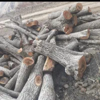 قطع وبرش‌‌درختان|خدمات باغبانی و درختکاری|شهریار, یوسف آباد صیرفی|دیوار