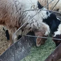 فروش ۴ بره