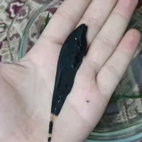 ماهی بلک گوست|ماهی|مشهد, عبادی|دیوار