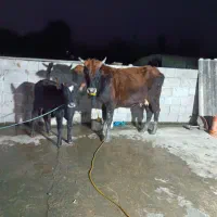 گاو با گوساله نر|حیوانات مزرعه|رضوانشهر, |دیوار