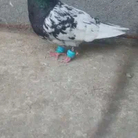 کبوتر