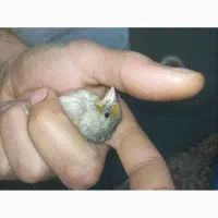 سهره قناری نر|پرنده|قم, قلعه کامکار|دیوار