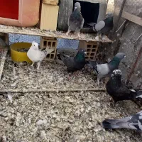 کبوتر پر قدیمی|پرنده|سامان, |دیوار