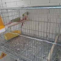 دو جفت گرینچیک سالم و بشرط|پرنده|شاهینشهر, شهرک گلدیس|دیوار