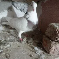 کبوتر|پرنده|عجب شیر, |دیوار