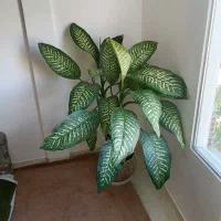 گل دیفن باخیا|گل و گیاه طبیعی|دره شهر, |دیوار