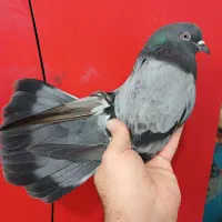 کفتر پرشی (گرفتنی بلندی)