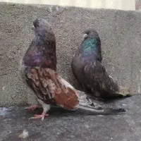 کفتر اصیل سوی قدیم