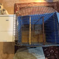 قفس کاسکویی