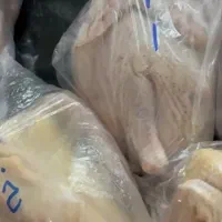 خروس رضوانشهر|حیوانات مزرعه|رضوانشهر, |دیوار