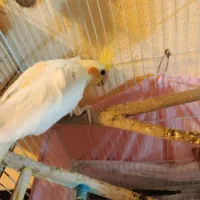 عروس هلندی جفت با قفس