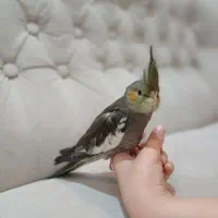 مرغ عروس گم شده