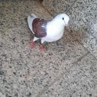 کفتر گم ش ده