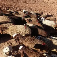 ۴۴تا بره ماده