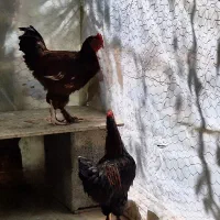 دو عدد خروس پاپری