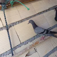 فروش کفتر|پرنده|بندرعباس, |دیوار