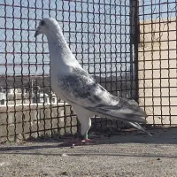 کفتر پرشی|پرنده|بیرجند, |دیوار