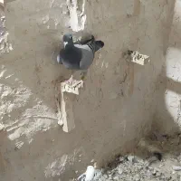 پلاکی و دورگ|پرنده|شوش, |دیوار