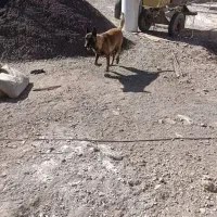 سگ گمشده|حیوانات|بم, |دیوار