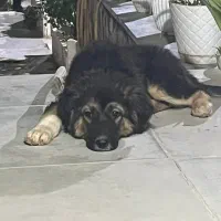 ی قلاده سگ قفقازی به فروش میرسد|سگ|هشتگرد, فشند|دیوار