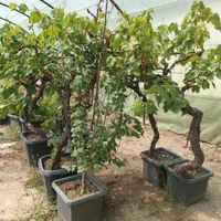 سنجد نهال و درخت گل وگیاه نصاب سرویس سیار فضای سبز|خدمات باغبانی و درختکاری|تهران, مهران (سیدخندان)|دیوار