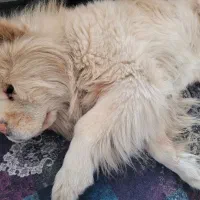 سگ چاو چاو نر زبان بنفش اوکراینی|سگ|تهران, شهرک نفت|دیوار