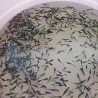 کوپی نژاددعالی|ماهی|اردبیل, |دیوار