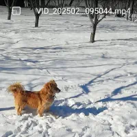 واگذاری سگ پا کوتاه نر|سگ|سقز, |دیوار