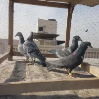 کبوتر سبز پولک، کرباتی|پرنده|مشهد, کارمندان دوم|دیوار