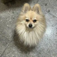 پامر شکلاتی روباهی فقط برا امشب شب جمعه 7 تومن|سگ|مشهد, فدک|دیوار