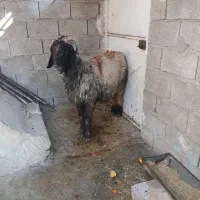 نرمیش دو رون