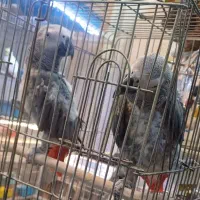 کاسکو جفت مولد تضمینی رام دستی