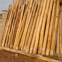 خریدار انواع چوب ساختمانی قلمه بیدودرختان میوه|خدمات باغبانی و درختکاری|میانه, |دیوار