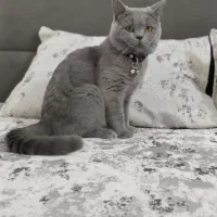 گربه اسکاتیش اصیل بلو|گربه|نیشابور, شهرک قدس|دیوار