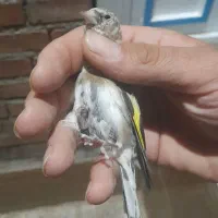 سهره