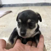 واگذاری سگ|سگ|بجنورد, |دیوار