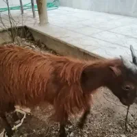 کهره نر ( بزغاله ) ندوشنی