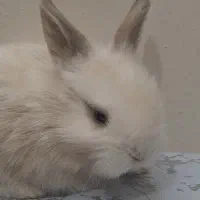 فروش خرگوش