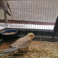 چوچه سرلاکی عروس هلندی.|پرنده|فردیس, شهرک وحدت|دیوار