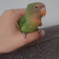 کوتوله برزیلی شیطون و دستی